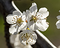 Orchard Blossom 35